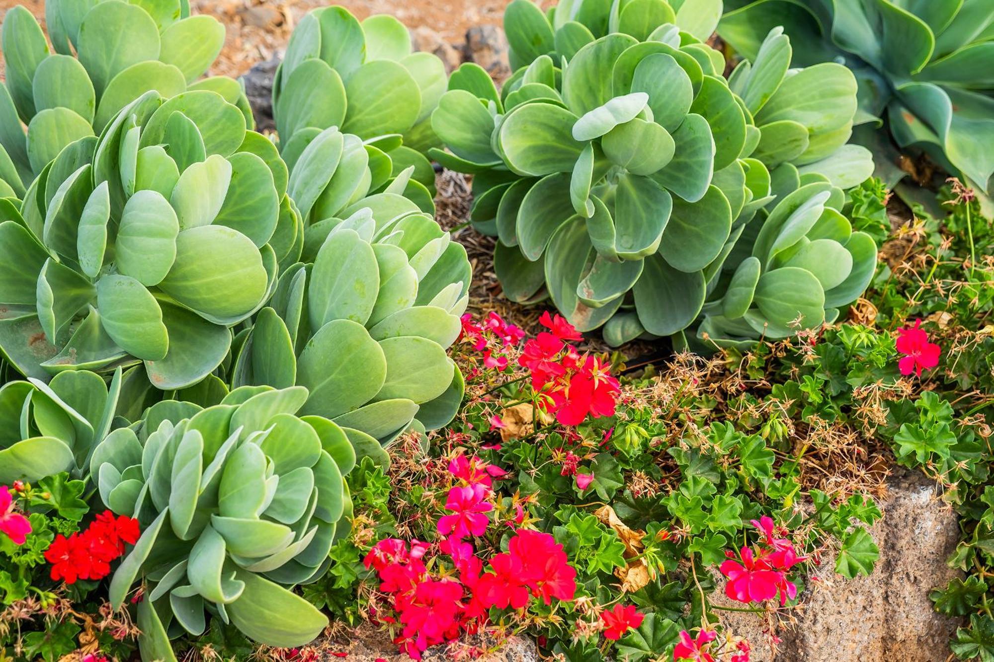 Tenerife Healing Garden Guia de Isora  Ngoại thất bức ảnh