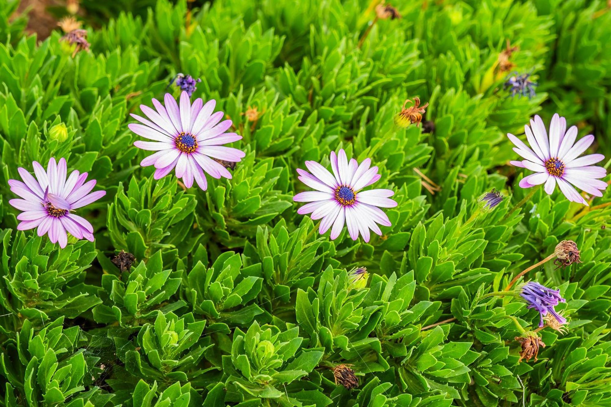 Tenerife Healing Garden Guia de Isora  Ngoại thất bức ảnh
